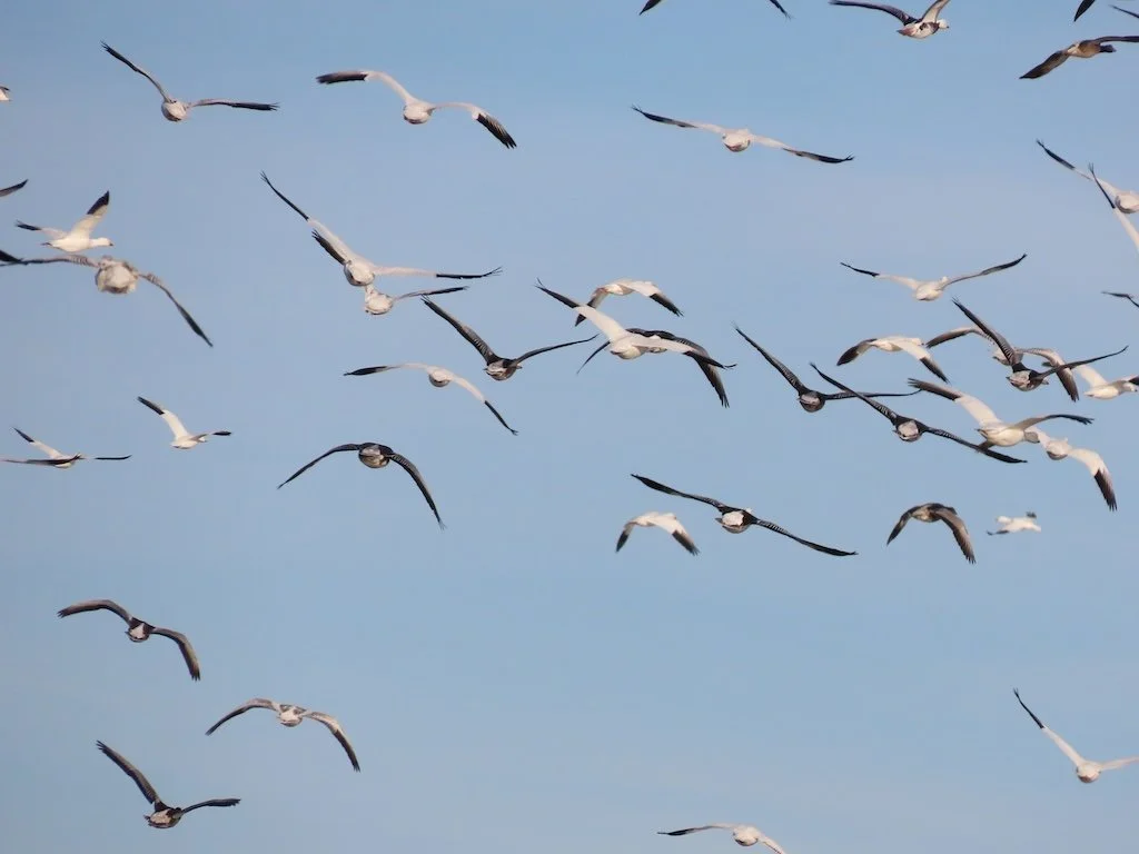 IMG_7517 2025 12.jPG