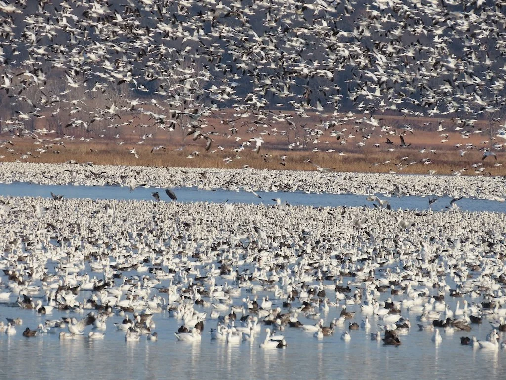 IMG_7539 2025 12.jPG