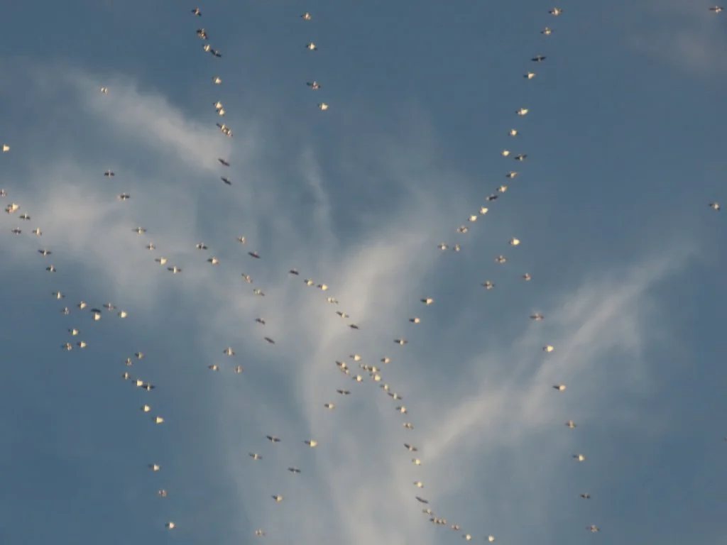 IMG_7625 2025 12.jPG