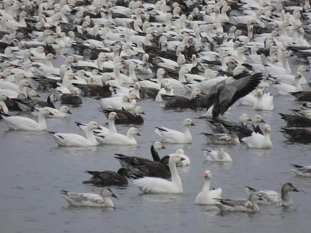 IMG_7788 2025 12.jPG