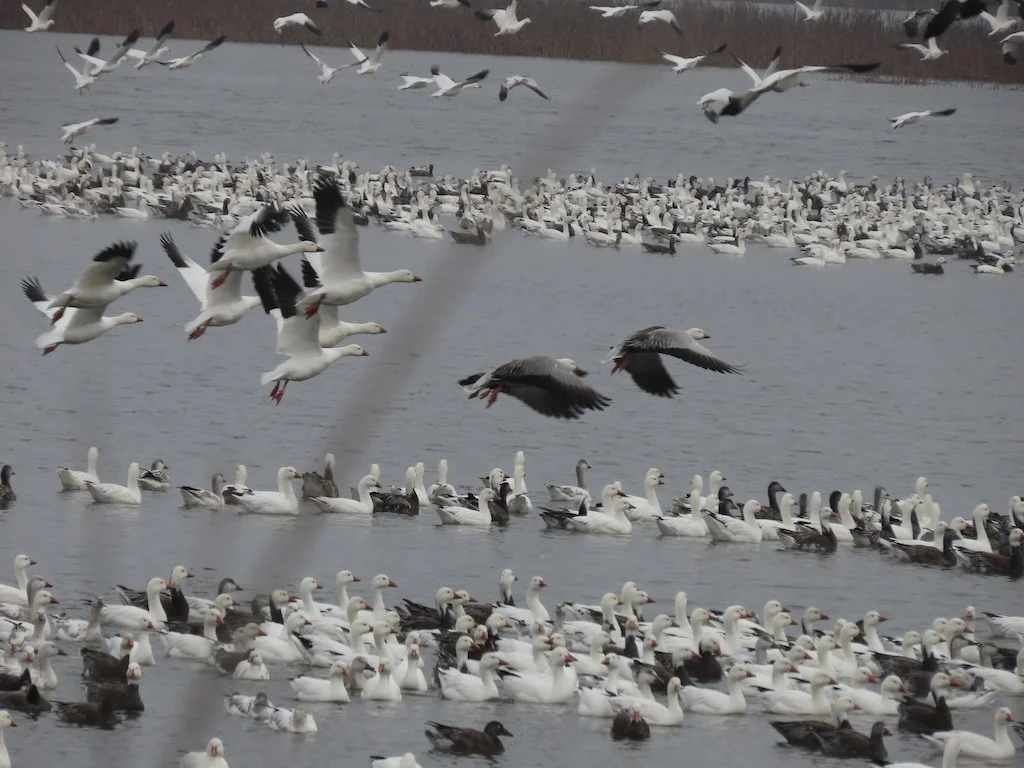 IMG_7797 2025 12.jPG