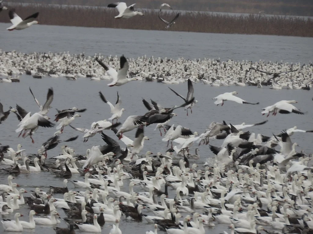 IMG_7807 2025 12.jPG