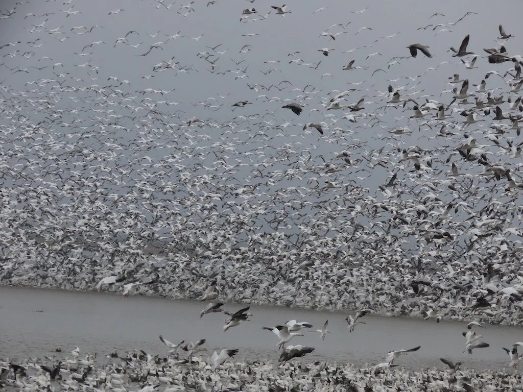 IMG_7835 2025 12.jPG