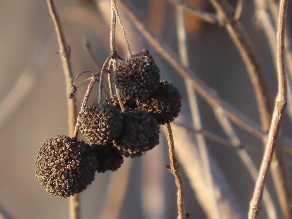 IMG_7606 2025 12.jPG