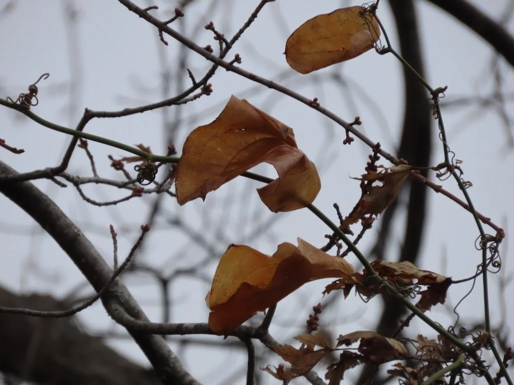 IMG_7869 2025 12.jPG