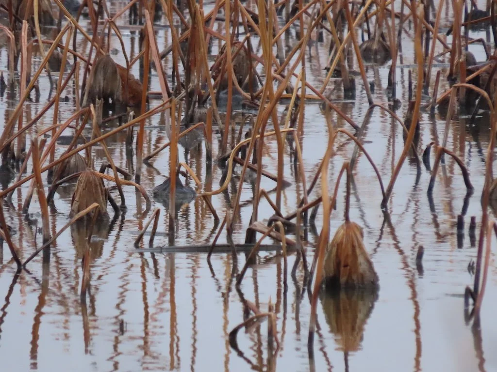 IMG_7931 2025 12.jPG