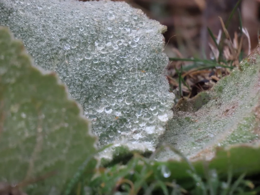 IMG_7943 2025 12.jPG