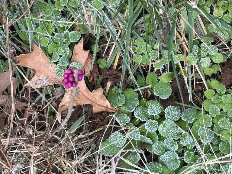 IMG_0805 2025 12.jpeg