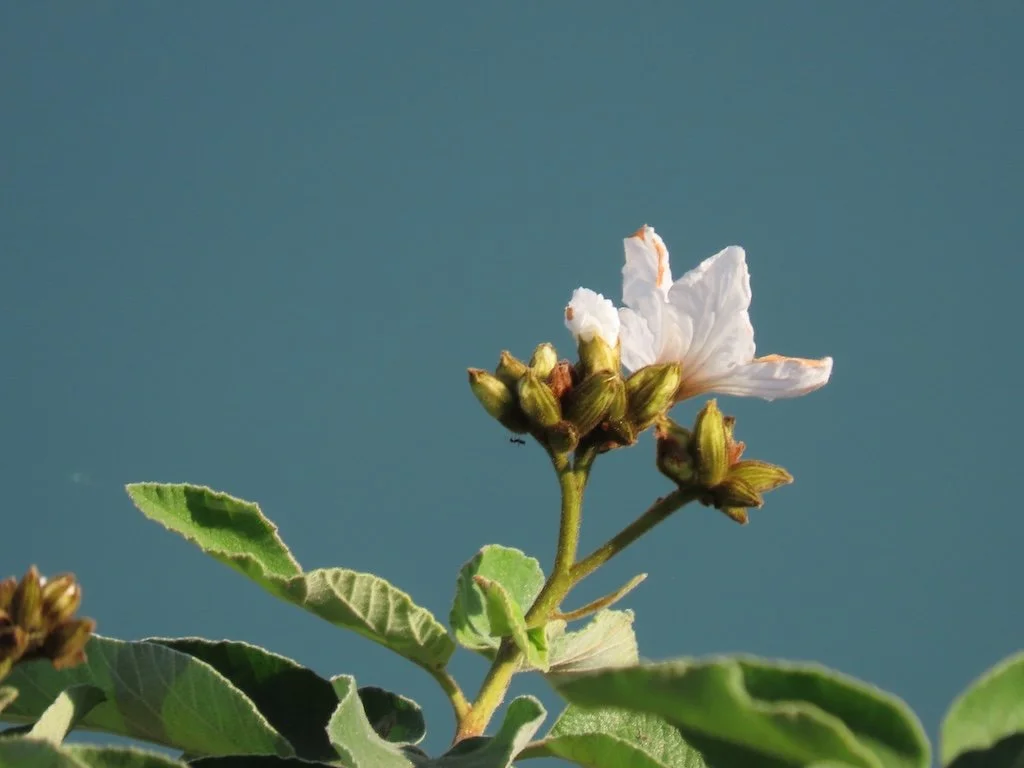 IMG_5981 2025 11.jPG