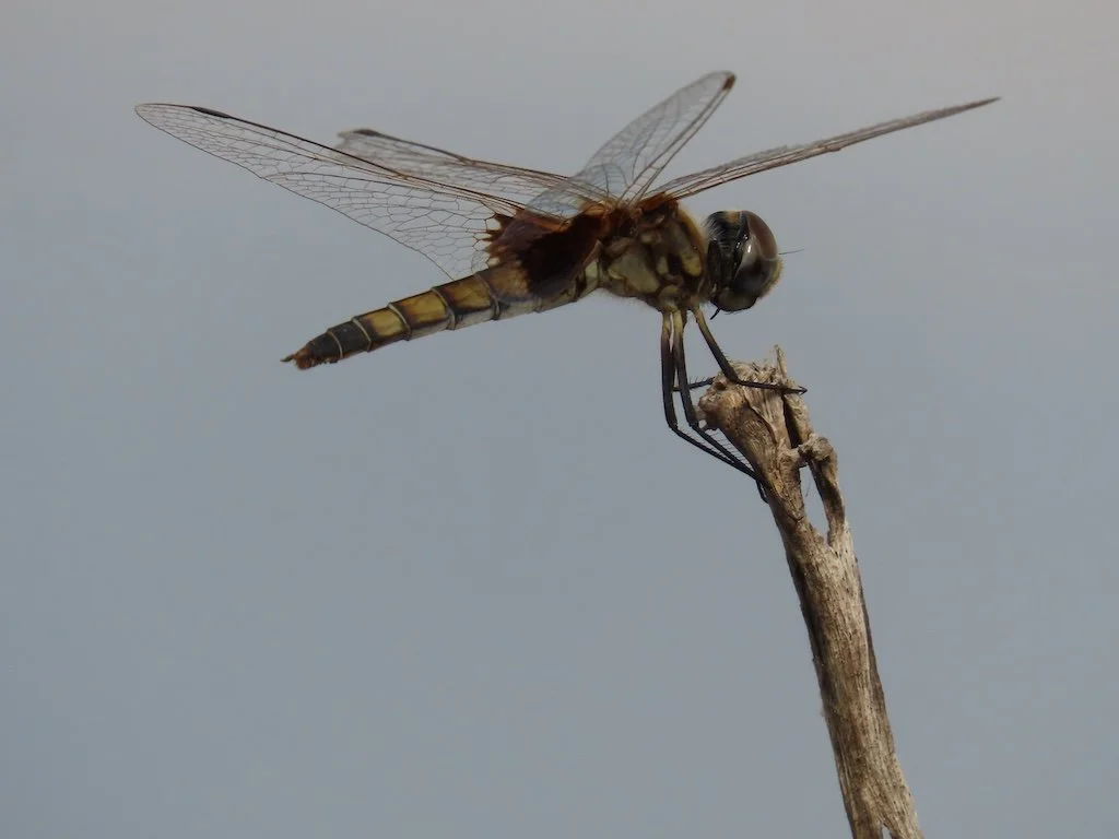 IMG_6961 2025 11.jPG