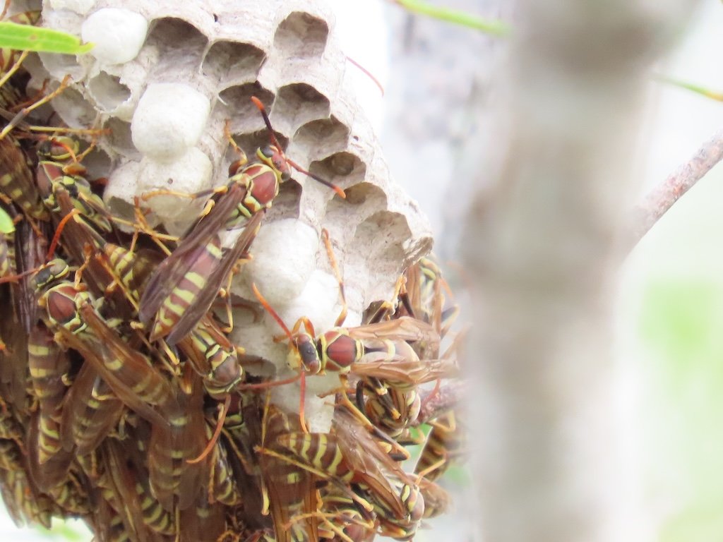 IMG_7040 2025 11.jPG