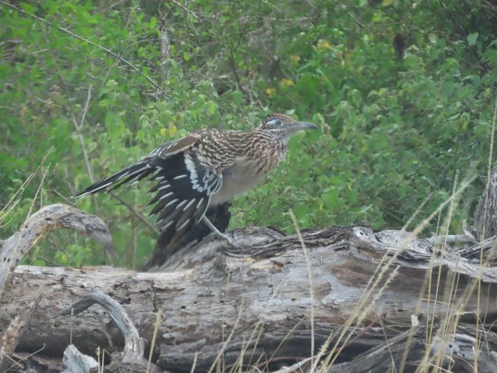 IMG_7237 2025 11.jPG