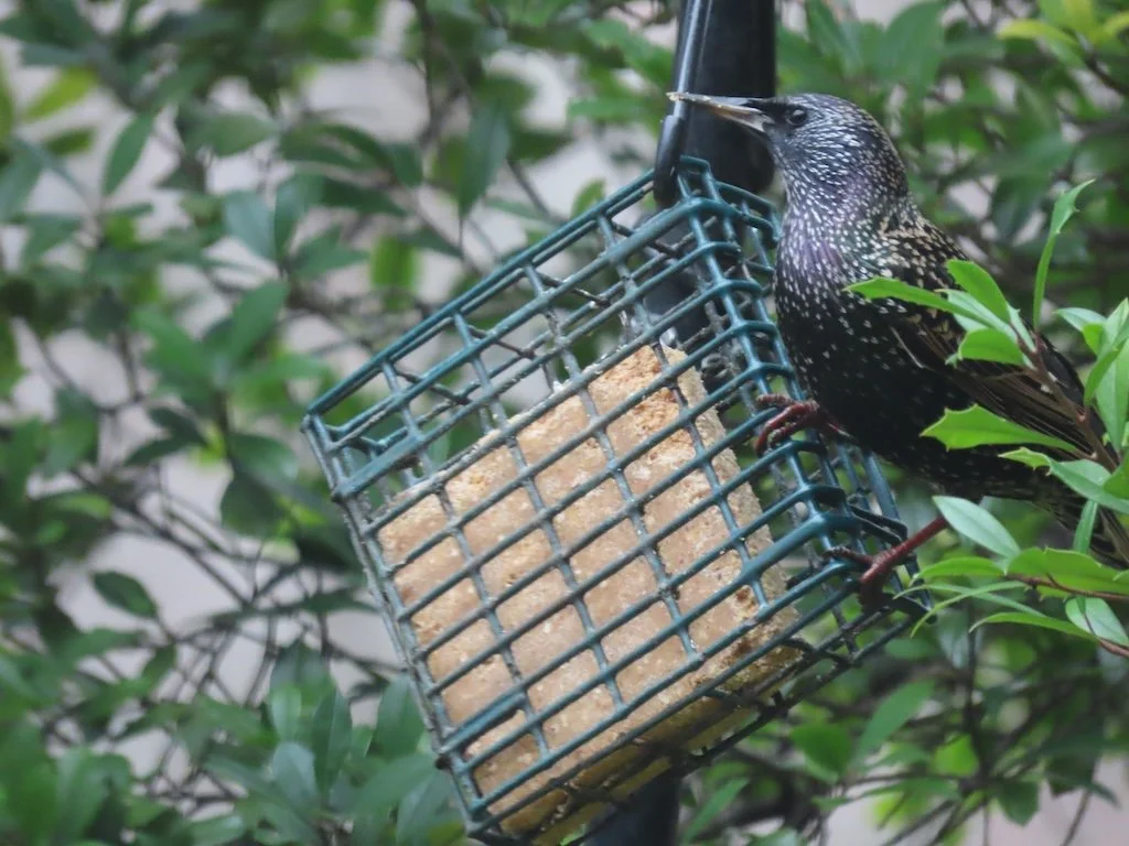 IMG_7317 2026 01.jPG