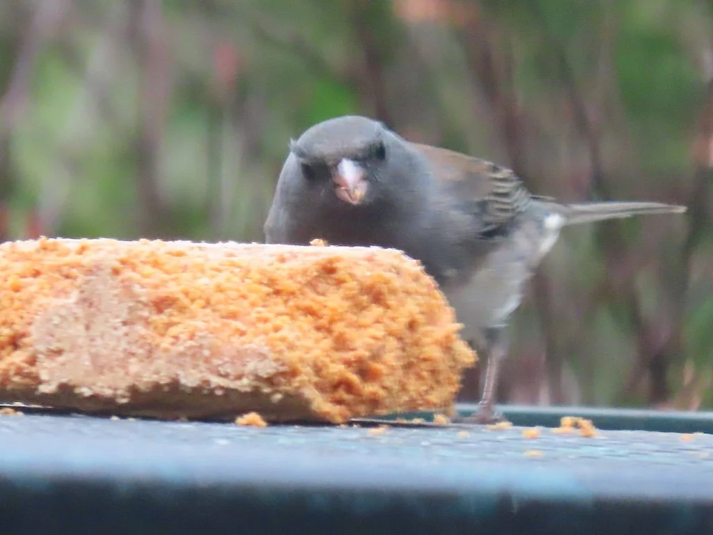 IMG_7973 2026 01.jPG