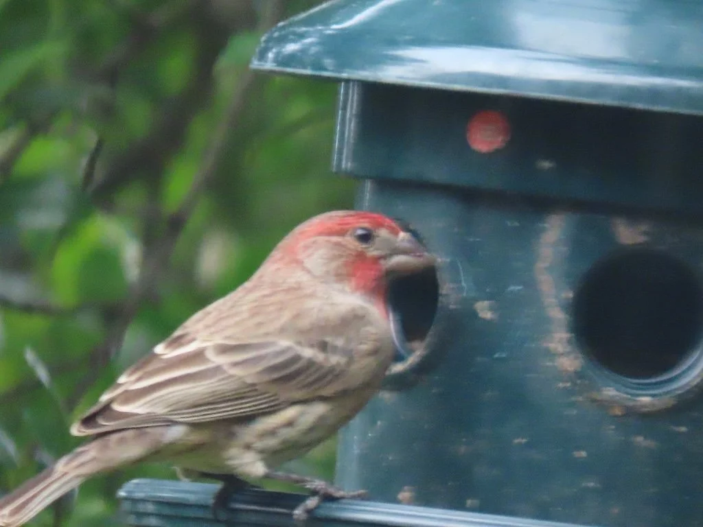 IMG_7980 2026 01.jPG