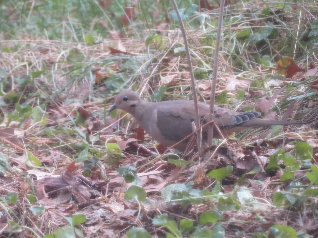 IMG_8797 2026 01.jPG