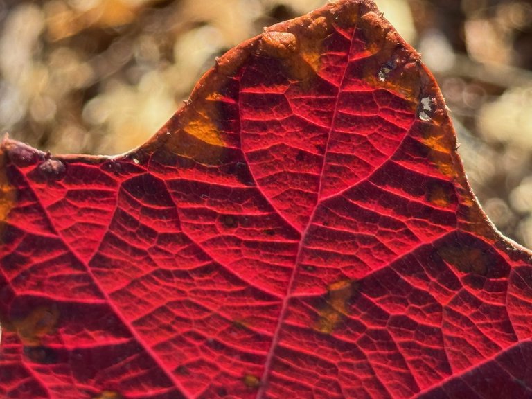 IMG_0982 2025 12.jpeg