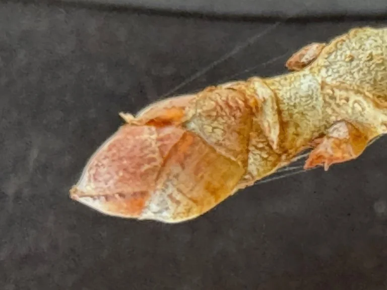 IMG_1212 2026 01.jpeg