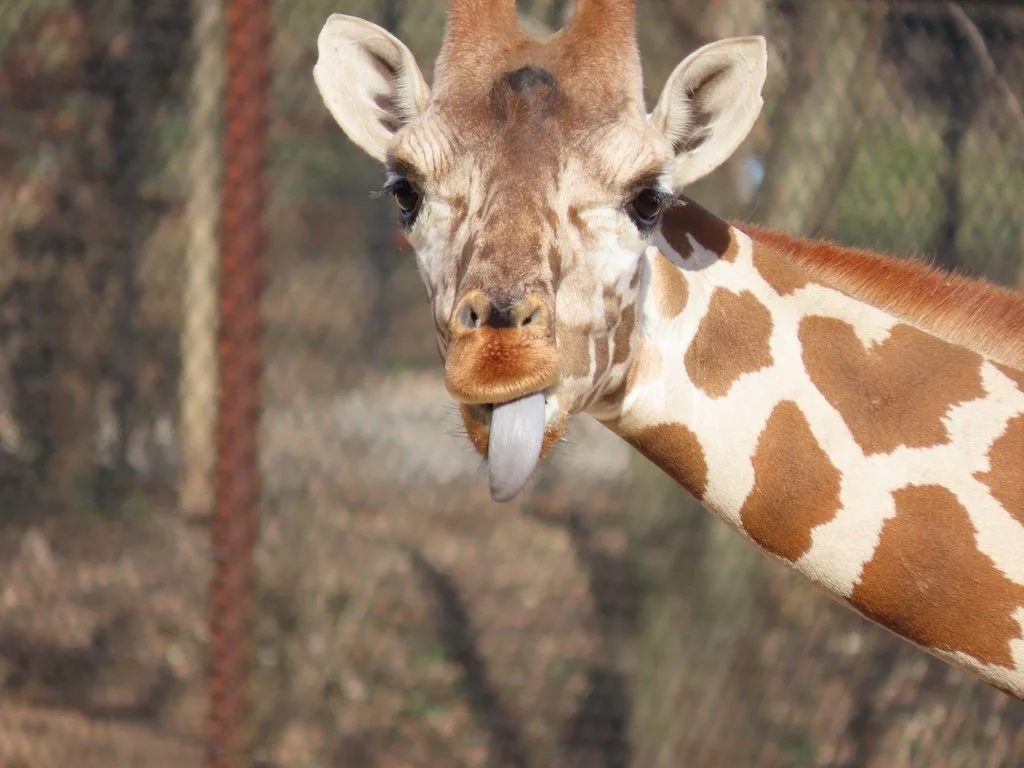 IMG_7381 2025 12.jPG