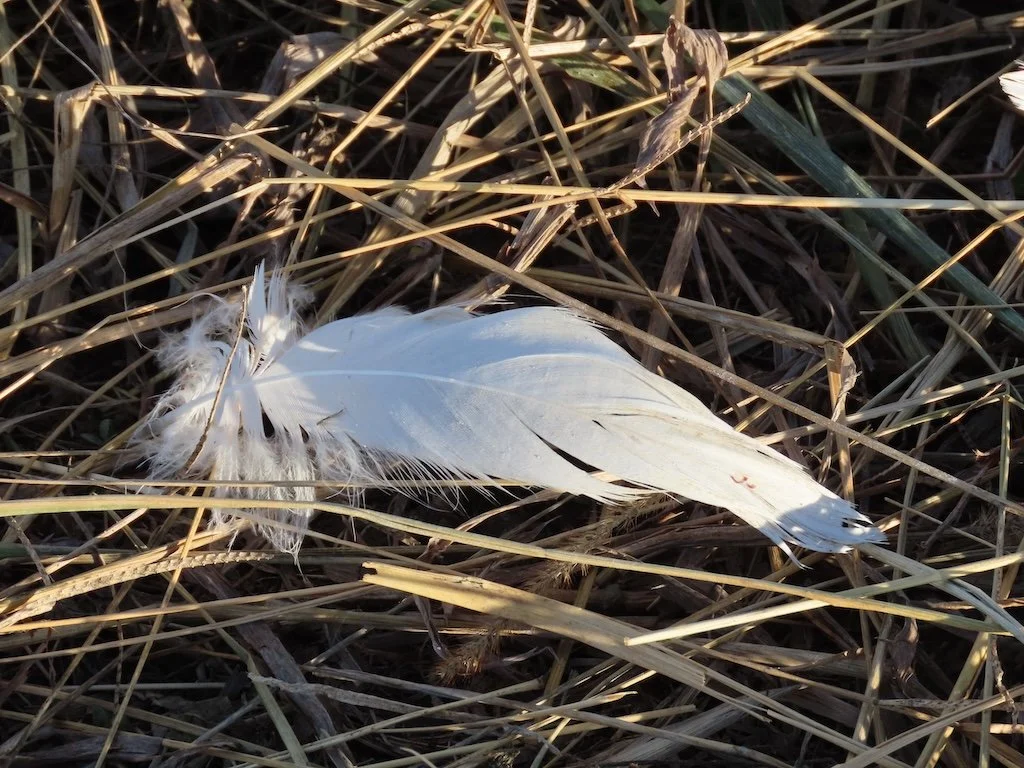 IMG_7506 2025 12.jPG