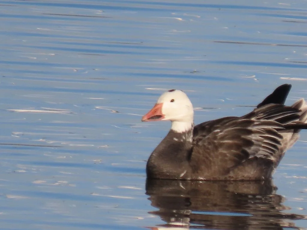 IMG_7546 2025 12.jPG