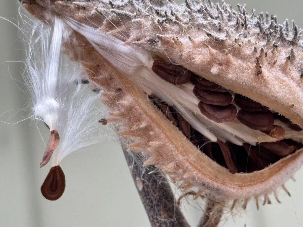 IMG_1079 2025 12.jpeg