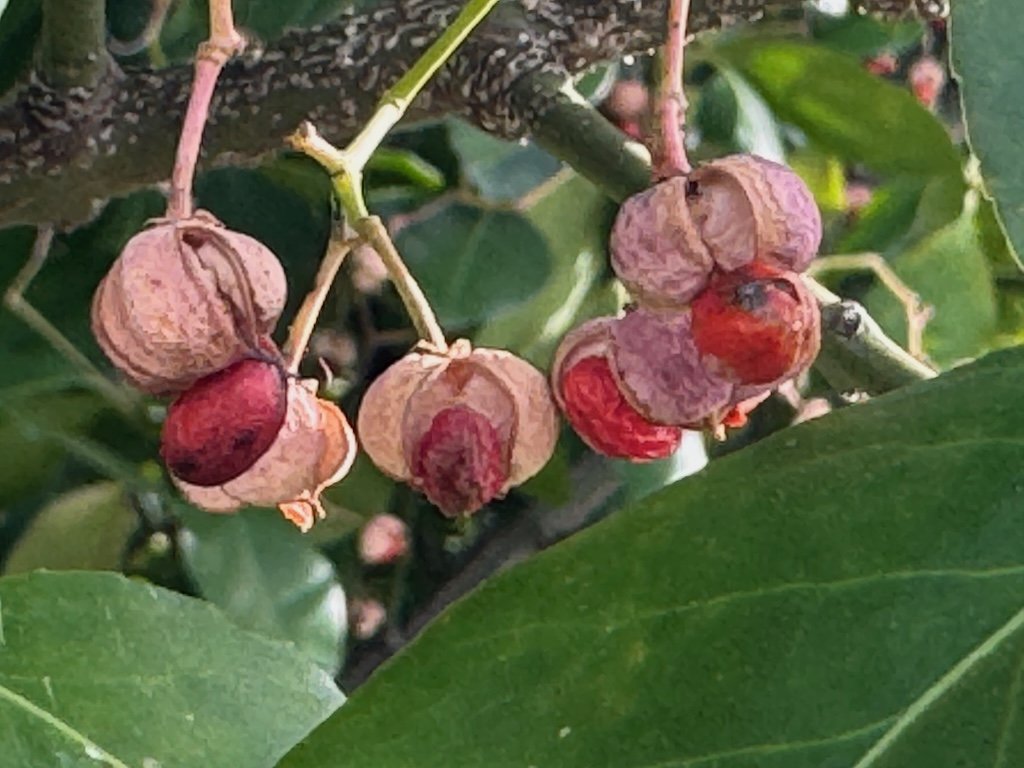 IMG_1172 2026 01.jpeg