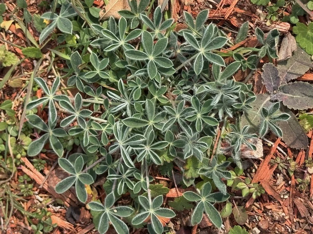 IMG_1276 2026 01.jpeg