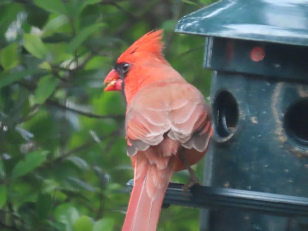 IMG_7969 2026 01.jPG