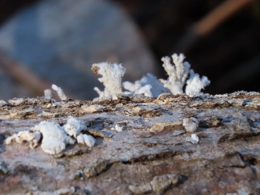 IMG_8108 2026 02.jPG