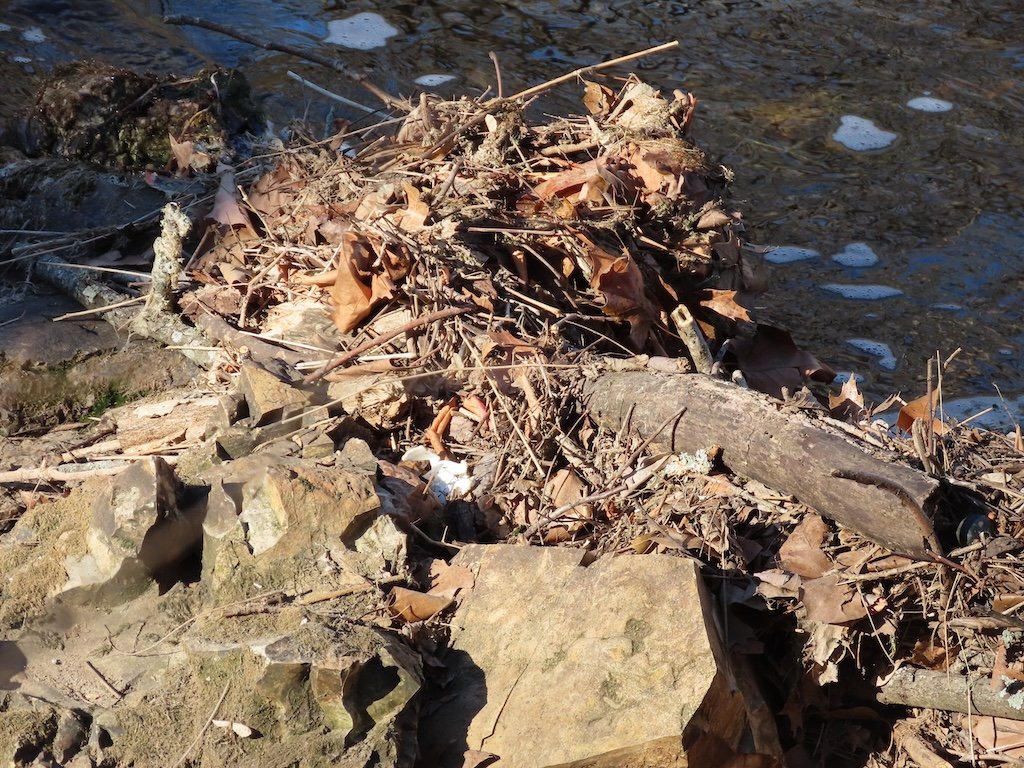 IMG_8121 2026 02.jPG