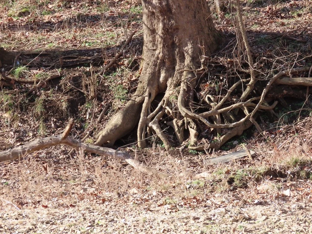 IMG_8141 2026 02.jPG