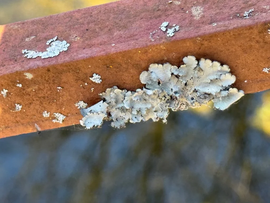 IMG_1396 2026 02.jpeg