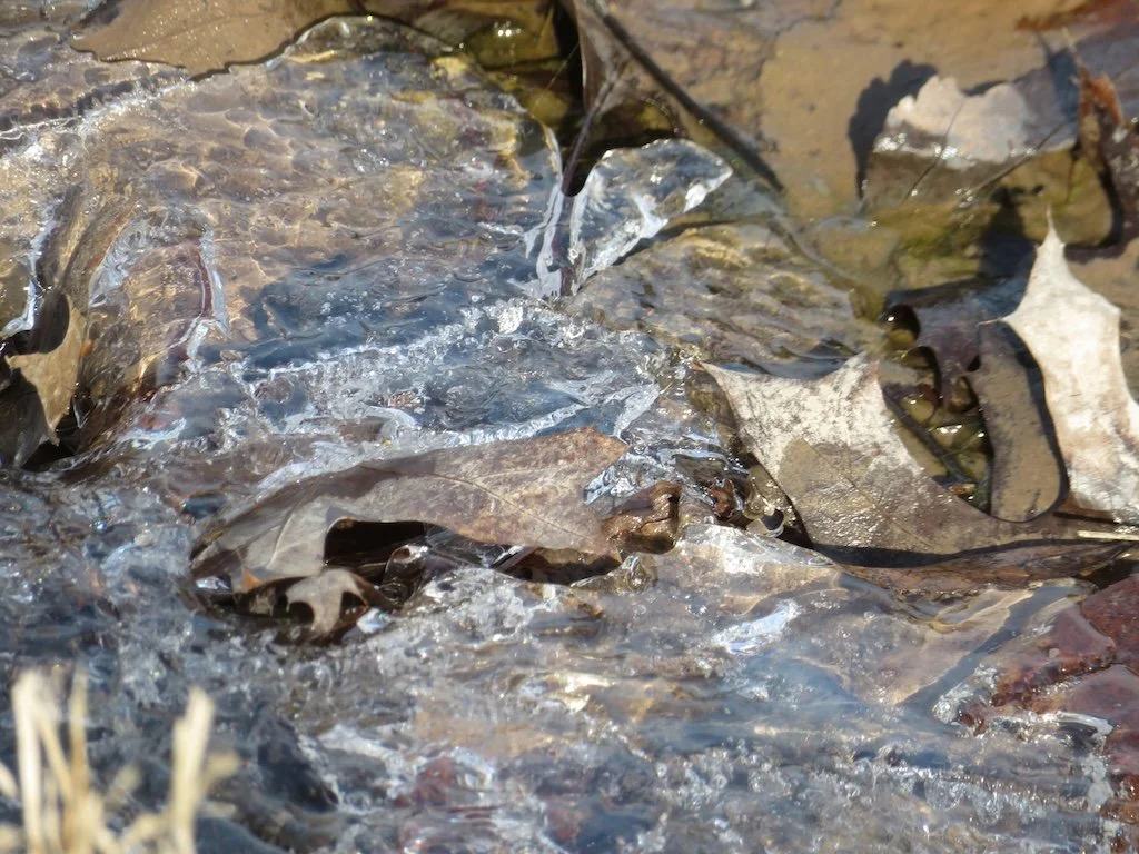 IMG_8971 2026 02.jPG