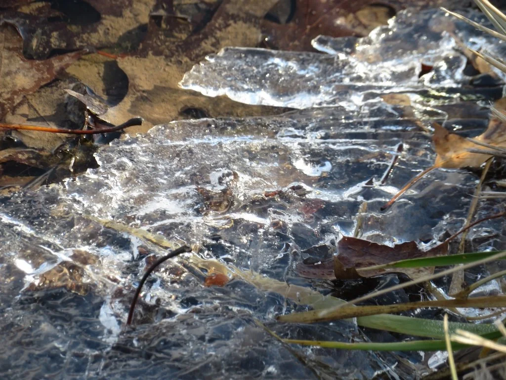 IMG_8972 2026 02.jPG