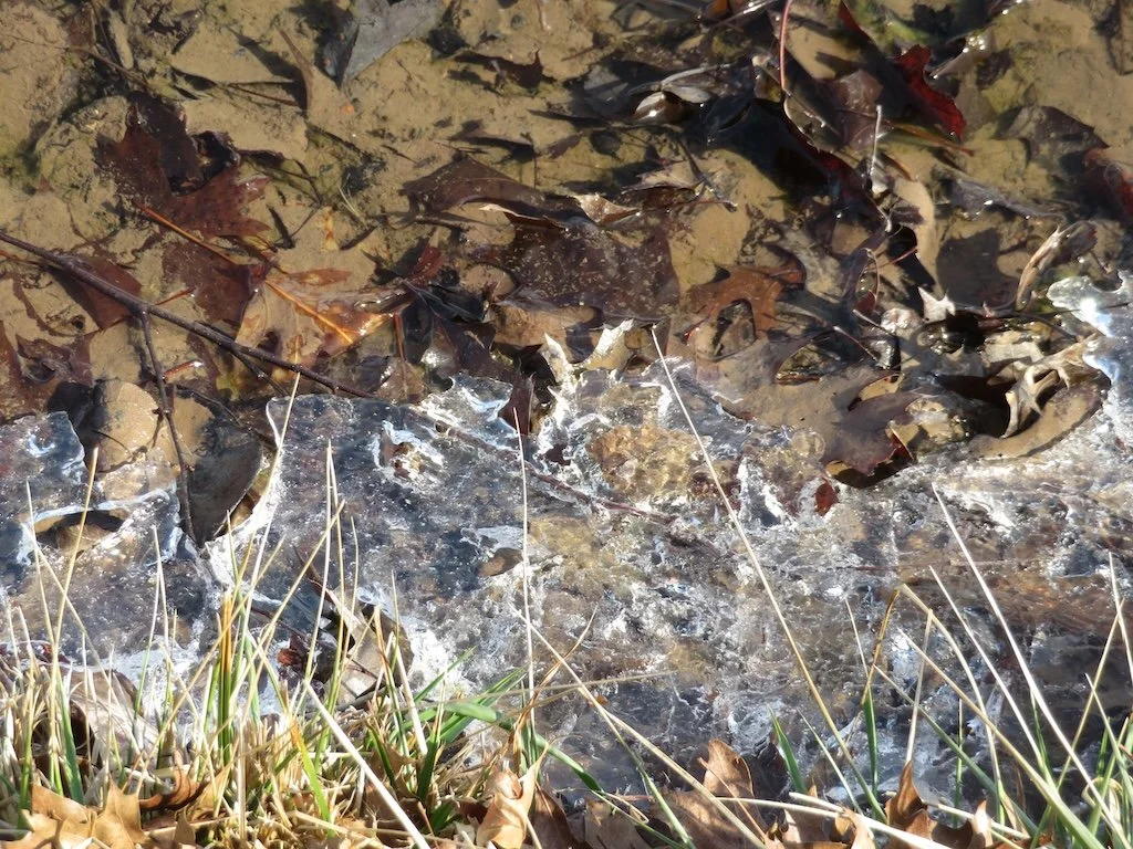 IMG_8976 2026 02.jPG