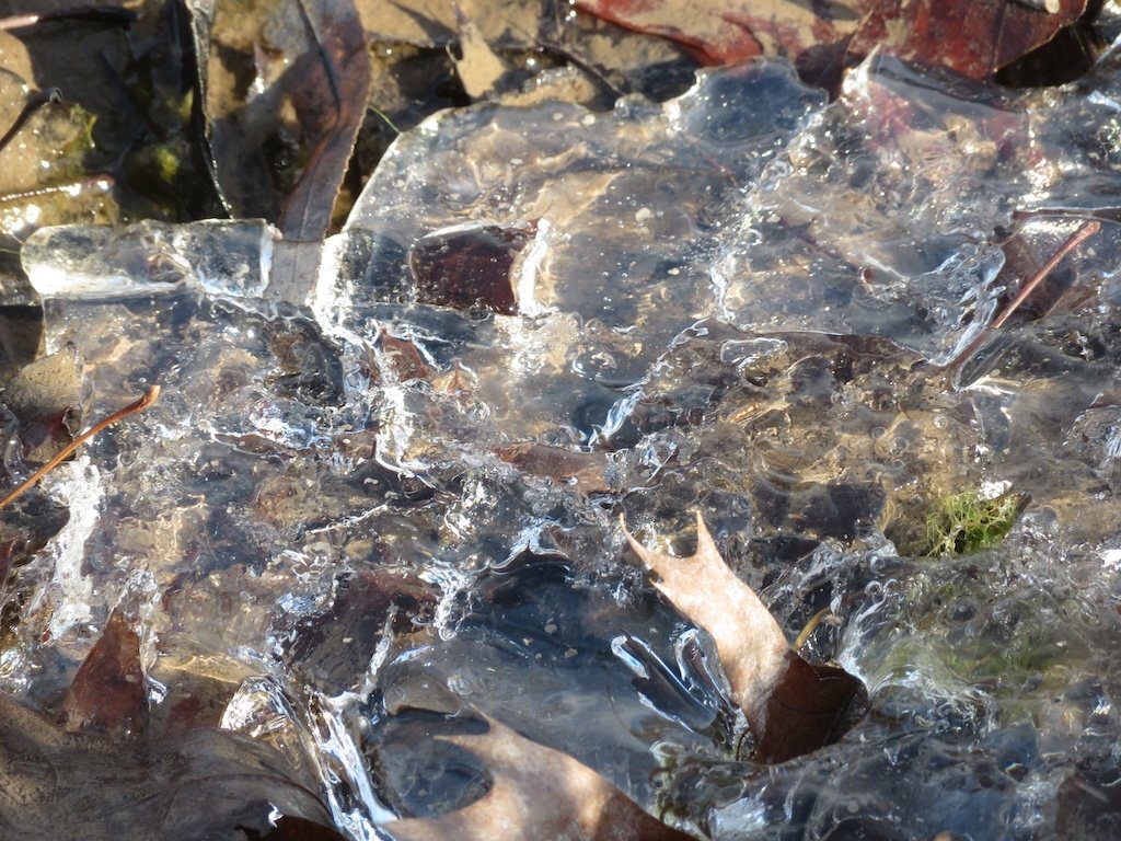 IMG_8977 2026 02.jPG