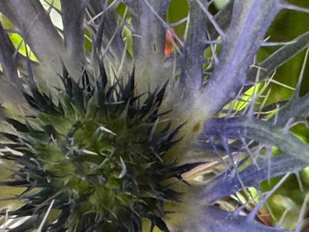 IMG_1435 2026 02.jpeg