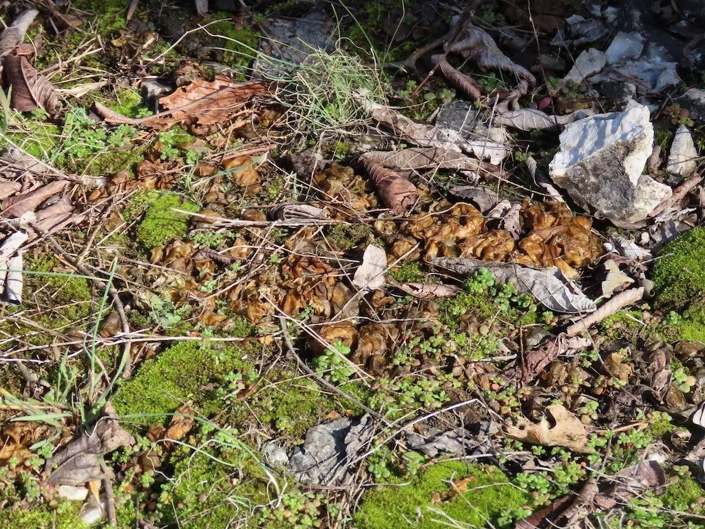 IMG_8151 2026 02.jPG