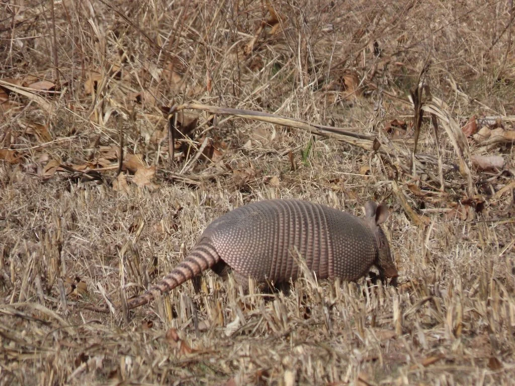 IMG_8165 2026 02.jPG