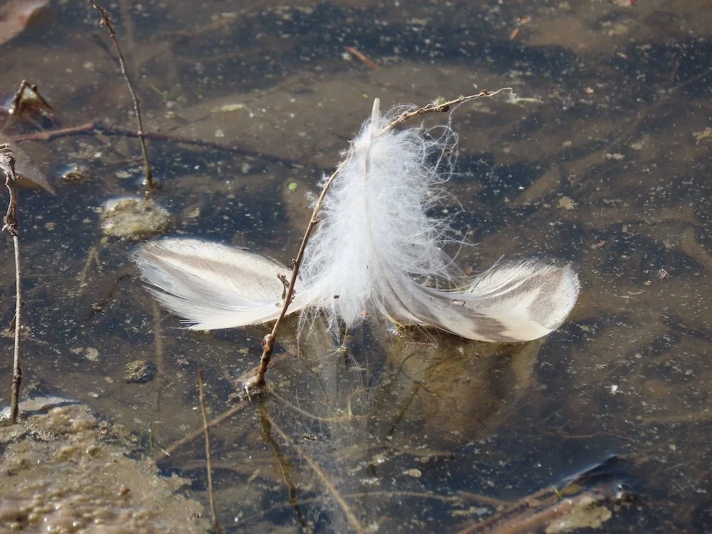 IMG_8252 2026 02.jPG