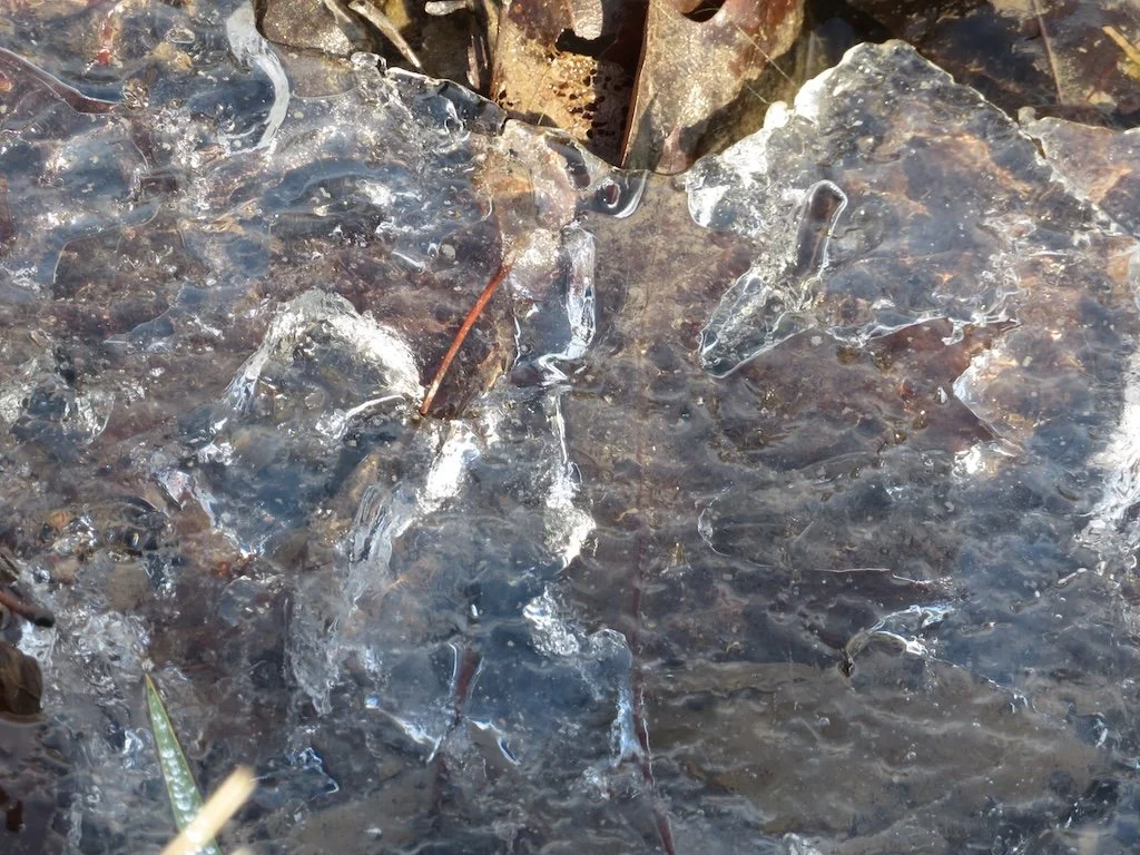 IMG_8980 2026 02.jPG