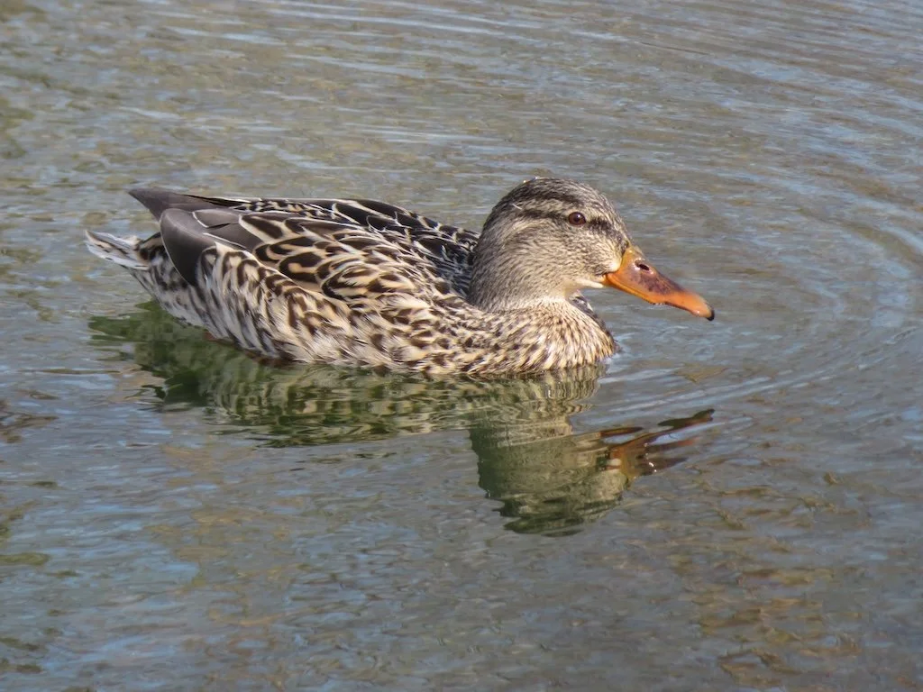 IMG_8989 2026 02.jPG