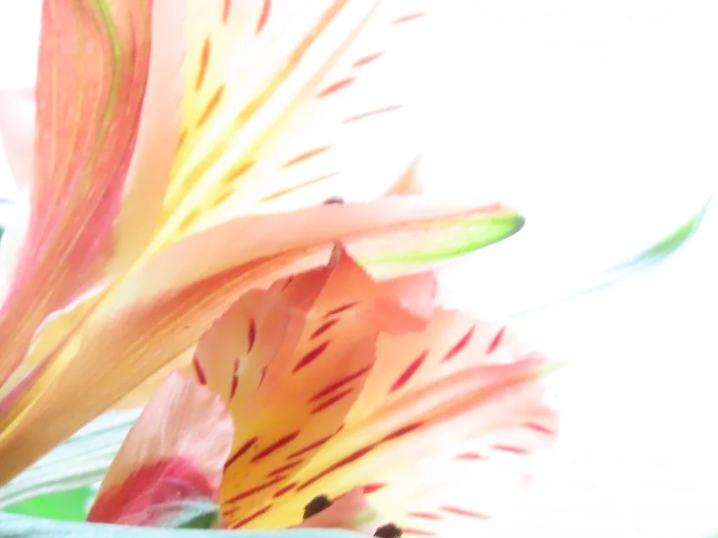 IMG_8285 2026 02.jPG