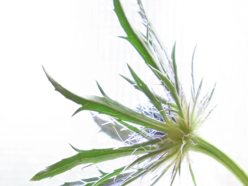 IMG_8294 2026 02.jPG