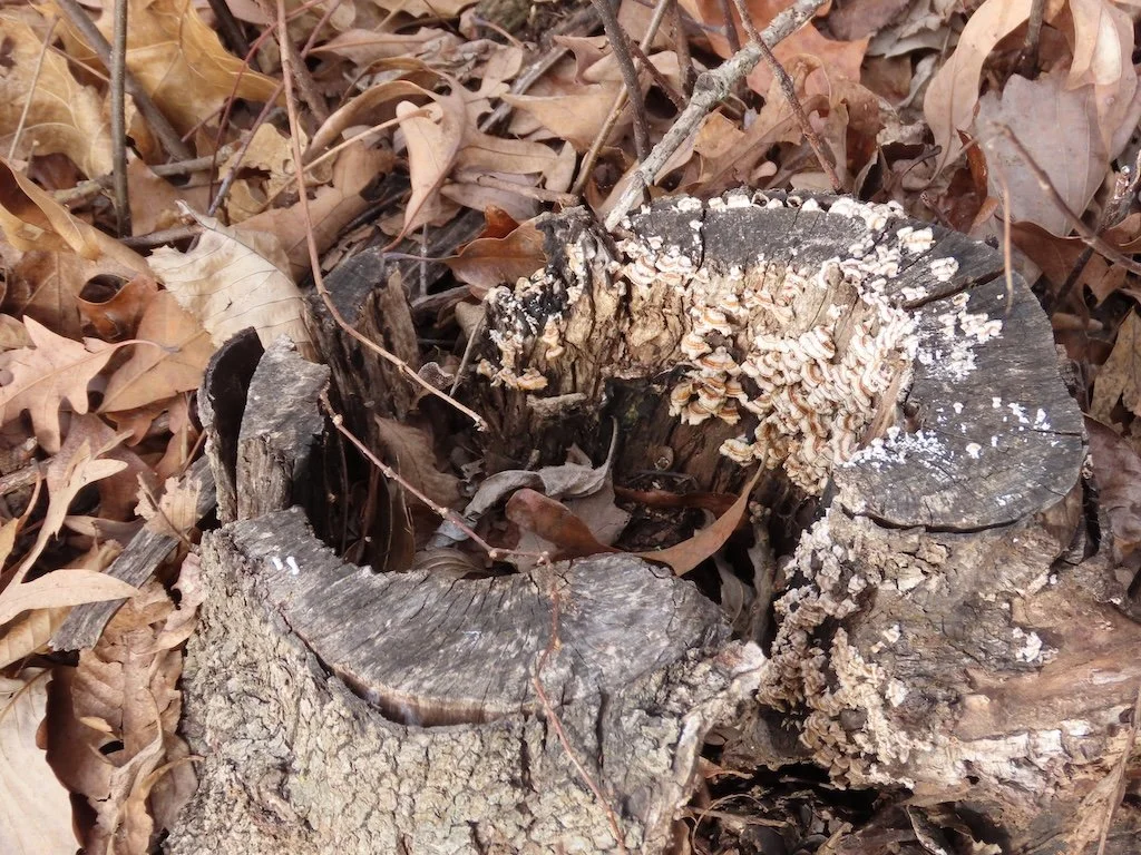 IMG_8322 2026 02.jPG