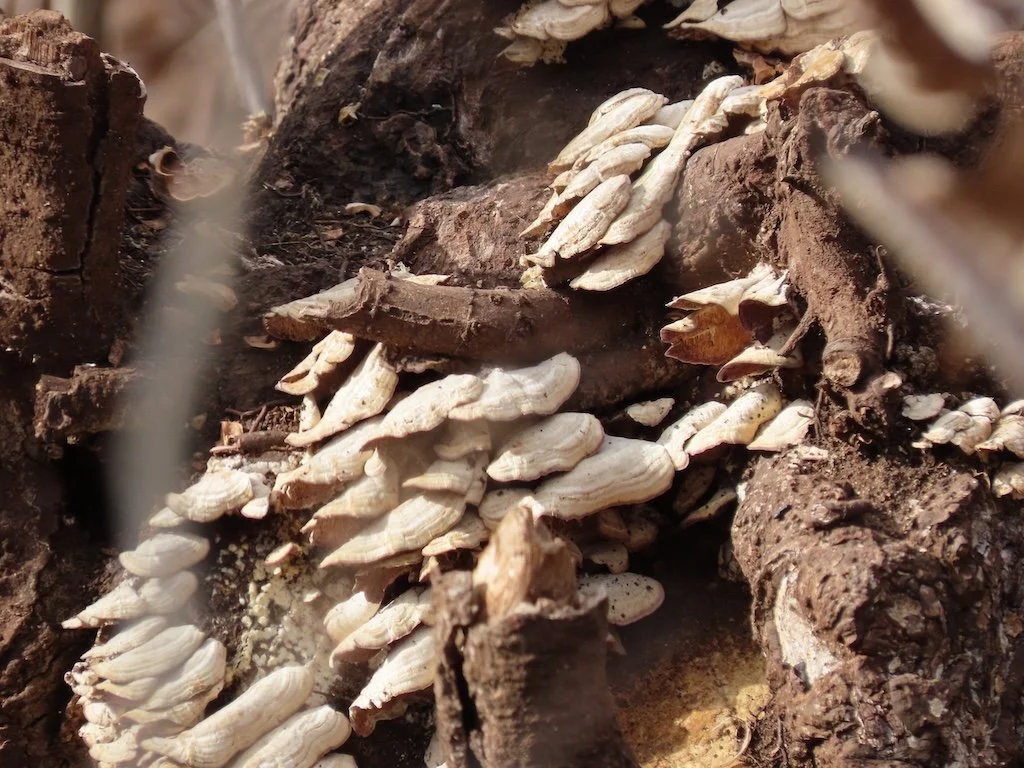 IMG_8324 2026 02.jPG