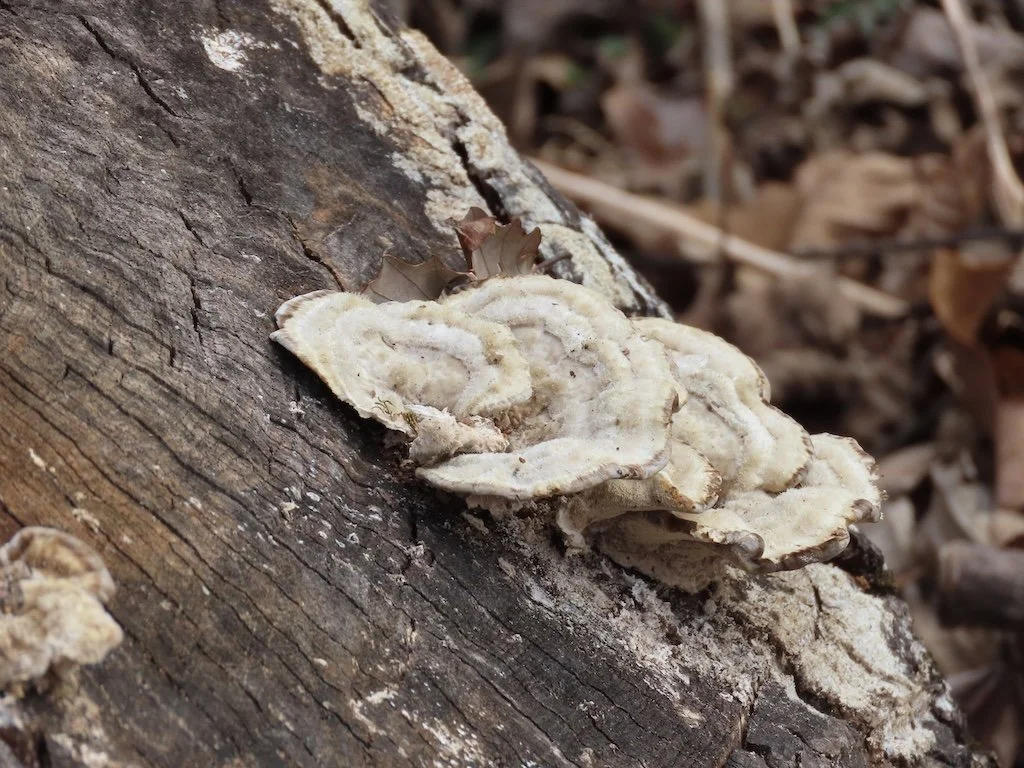 IMG_8329 2026 02.jPG