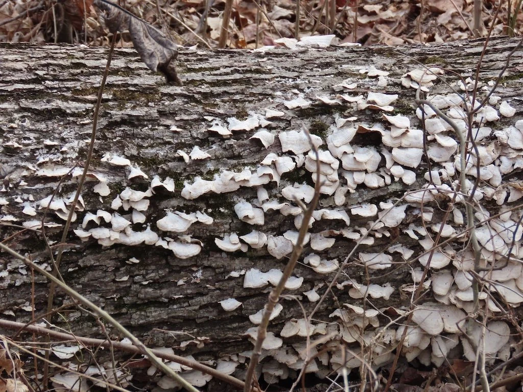 IMG_8327 2026 02.jPG