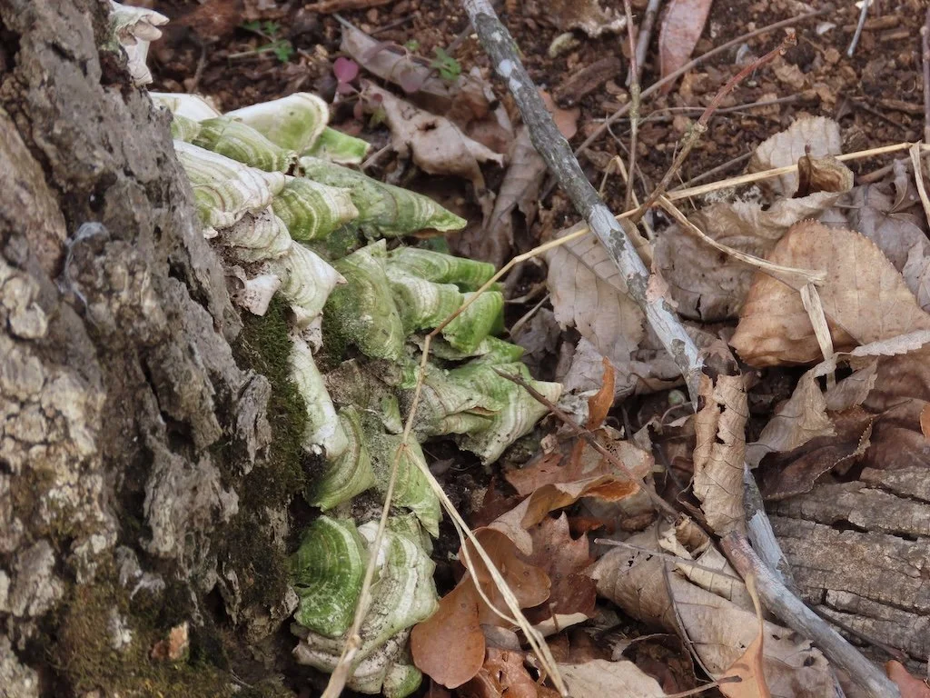 IMG_8333 2026 02.jPG